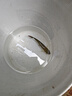 臻佑（Grsaed）小物釣線組套裝成品魚線金袖魚鉤溪流線組2.1m*3+魚漂*1+魚餌*1 曬單實拍圖