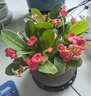 幼薇發(fā)財樹盆栽樹樁招財室內(nèi)大型綠植開業(yè)送禮前臺大號金錢樹四季常青 三棵發(fā)財樹+烏金財源滾滾盆 帶盆栽好 曬單實拍圖