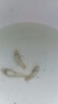 寵以沫精品純種鴻運當頭孔雀魚(yú)發(fā)財魚(yú)胎生魚(yú)直接生小魚(yú)鳳尾魚(yú)練手魚(yú)活體 鴻運當頭2對 曬單實(shí)拍圖