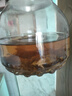 茶函茉莉花茶濃香茶葉2025新茶廣西特產(chǎn)花草茶大白毫袋裝耐泡禮盒 茉莉花茶500g 曬單實(shí)拍圖