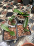蘭花專(zhuān)用土營(yíng)養土種養君子蘭墨蘭蝴蝶蘭花專(zhuān)用植料松樹(shù)皮專(zhuān)用肥料 【豪華版】蘭花專(zhuān)用土24升 曬單實(shí)拍圖