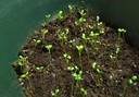 IAM City Farmer三葉幸運(yùn)草罐頭diy兒童種植小盆栽綠植植物種子好運(yùn)罐頭禮物10067 曬單實(shí)拍圖