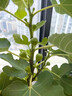 無花果苗盆栽帶葉特大果南北方種植波姬紅芭勞奈青皮無花果樹果苗 果苗買一送一(30-50cm 品種備注 30cm(含)-40cm(不含) 曬單實(shí)拍圖