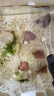 魚缸造景底砂石溪流石水族箱魚缸裝飾石頭沙子底沙水草沙養(yǎng)魚用品 【天然水晶河砂】2-3毫米5斤 曬單實(shí)拍圖