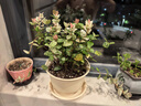 海蒂的花園旗艦店室內(nèi)盆栽植物龜背竹秋海棠辦公室客廳桌面觀葉綠植盆栽 【觀葉植物】花葉絡(luò)石藤14cm盆（不含陶盆） 含盆 曬單實(shí)拍圖