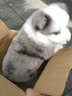 純種隕石邊牧幼犬邊境牧羊犬活體七白三通黑白金邊中型犬寵物小狗 血統(tǒng)級 隕石色 公 曬單實拍圖