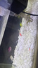 【大號(hào)蝶翼長(zhǎng)尾斑馬魚(yú)】好養(yǎng)耐活熱帶淡水大翡翠綠龍鳳耐熱觀賞魚(yú) 五色蝶翼斑馬3-4厘米10送2 曬單實(shí)拍圖