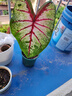 虹越（HONGYUE） 高端綠植彩葉芋盆栽 多品可選室內(nèi)陽臺客廳裝飾觀葉植物 【CN彩葉芋】“夏日微風” 1加侖盆栽 曬單實拍圖