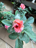 景郁春 JIRYUCUR玫瑰花苗特大花月季花苗綠植陽(yáng)臺(tái)盆栽薔薇花苗戴安娜源頭直發(fā) 曬單實(shí)拍圖