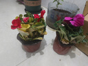仙客來盆栽帶花大花重瓣花卉植物室內(nèi)花好養(yǎng)活四季開花陽臺仙鶴來 2 盆套餐【顏色任選】 簡易盆 曬單實拍圖