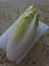 鮮得手禹道【有機菊苣】金玉蘭菜健康營養(yǎng)富堿蔬菜 奧運會指定天津特產(chǎn) 產(chǎn)地現(xiàn)拔避光冷藏（生食涼拌)5斤 曬單實拍圖