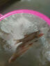 清潔魚清道夫金苔鼠吃藻類彩虹鯊吃殘?jiān)鍧嶔~缸熱帶觀賞魚工具魚 彩虹鯊+金苔鼠各2條 3-5cm 曬單實(shí)拍圖