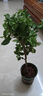 三角梅盆栽帶花老樁爬藤植物重瓣四季陽(yáng)臺(tái)盆栽大苗耐熱好養(yǎng)活綠櫻 云南紫 曬單實(shí)拍圖