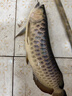 AQUADENE龍魚(yú)手術(shù)麻醉修尾水靈特效劑觀(guān)賞魚(yú)安定劑水族類(lèi)魚(yú)藥龍魚(yú)鎮定運輸 魚(yú)用安定劑麻醉一瓶100ml 曬單實(shí)拍圖