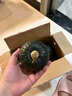 京鮮生 山東貝貝南瓜凈重5斤(品種：麻籽) 中果300g+ 板栗香 源頭直發(fā) 曬單實拍圖