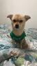 MIKI PAD狗狗衣服春秋條紋針織背心貓咪衣服小型犬夏天透氣比熊泰迪雪納瑞 萌趣云朵毛衣 S 胸圍33cm(參考體重3-6斤) 曬單實(shí)拍圖