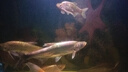 漁之源 活魚桶釣箱體魚護魚桶一體多功能加厚釣魚桶漁具包裝魚桶釣魚包 48cm雙肩版【可背可提 店長推薦】 曬單實拍圖