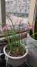 新品金邊吊蘭濃香型重瓣大花綠植花卉四季開花盆栽室內(nèi)外凈化空氣 四季：【混色】濃香 5顆球【開花多多】+肥 曬單實拍圖