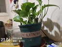 藝佰 黑苦蕎茶1100克四川大涼山全顆粒胚芽蕎麥茶泡水喝的養(yǎng)生茶 曬單實(shí)拍圖
