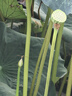 京潤珍珠（gNPearl）人參玻色因抗皺修護(hù)禮盒套裝(潔面+水+精華+眼霜+面霜)生日禮物 曬單實(shí)拍圖