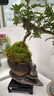 【清香木盆景】飄枝老樁花卉好養(yǎng)綠植盆栽茶桌高檔年貨帶花盆底座 酒壺盆清香木15-20+底座+小沙彌 曬單實(shí)拍圖
