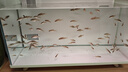 畫法幾何 智能生態(tài)魚缸還原自然生態(tài) 智能魚缸+米家濾芯套裝 曬單實(shí)拍圖