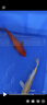 古介日本進口純種大日阪井錦鯉桃太郎觀賞魚精品好運錦鯉魚冷水魚錦鯉 火鯉一條（進口帶證書） 15-20厘米 曬單實拍圖
