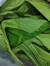 蠶菇?jīng)?新鮮桑葉【當(dāng)天發(fā)貨】現(xiàn)摘嫩桑葉大小蠶寶寶食物純?nèi)~片農(nóng)家自種 新鮮桑葉500克【買2送1】 曬單實(shí)拍圖