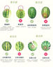 火楓（FIRE-MAPLE）京焰噴槍(JD) 高純藍(lán)焰便攜式戶外點(diǎn)火器氣罐燃?xì)鈬姌専竞姹?曬單實(shí)拍圖