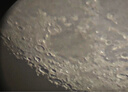 星特朗EQ3 901000大口徑升級長焦款高清高倍觀星觀景專業(yè)級天文望遠鏡 曬單實拍圖