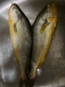 海名威 冷凍黃花魚700g/2條 寧德大黃魚地標(biāo) 海鮮水產(chǎn) 生鮮魚類  曬單實(shí)拍圖