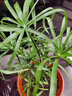 高品質(zhì)碗蓮種子水培植物客廳室內好養荷花盆栽四季開(kāi)花不支持退貨 精品睡蓮種子10顆已開(kāi)口顏色隨 曬單實(shí)拍圖