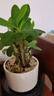 開時果 鐵海棠盆栽帶花發(fā)貨 虎刺梅四季開花卉植物盆景綠植源頭直發(fā)包郵 【鐵海棠】舍得紫砂盆+圓底托 曬單實拍圖