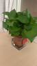 雙盟 綠蘿盆栽除甲醛花卉綠植辦公室新房?jī)艋諝?10款10盆裝源頭直發(fā) 曬單實(shí)拍圖