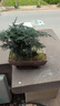 文竹小盆栽竹子新中式禪意茶室微景觀室內(nèi)辦公室花卉綠植盆景植物 紫砂海納文竹 曬單實拍圖