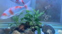 【京東物流】水草套餐 好養(yǎng)耐活真水草植物綠菊大葉綠九冠魚(yú)缸 三頭丹麥榕沉木 曬單實(shí)拍圖