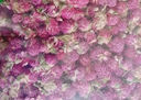 千日紅花千日紅干花千日紫花朵散裝養生茶搭紅巧梅洛神花玫瑰花茶 千日紅100克【2兩】 曬單實(shí)拍圖