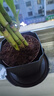 富貴竹盆栽植物室內(nèi)凈化空氣綠植荷花竹辦公室桌面四季好養(yǎng)小盆栽 荷花竹+節(jié)節(jié)高升盆+圓底座【1盆】 盆口直徑約8cm 曬單實拍圖