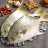 一蝦一世界 國產新鮮冷凍無冰衣白鯧魚/金鯧魚 清蒸香煎燒烤食材 新鮮捕撈 金鯧魚凈重400-500g*4條 曬單實拍圖