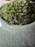 開時果 小葉赤楠盆景擺件 辦公室桌面綠植花卉好養(yǎng)盆栽植物源頭直發(fā)包郵 【熱銷款】哥窯浸墨盆+苔蘚+底座 曬單實拍圖