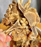 邊塞風(fēng)寧夏鹽池灘羊肉羔羊蝎子 凈重2斤 原切冷凍羊蝎火鍋食材寧夏地標(biāo) 曬單實(shí)拍圖