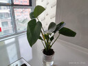 萌肉居仙洞龜背竹觀葉盆栽花卉綠植植物仙洞龜背竹+早安盆源頭直發(fā) 曬單實(shí)拍圖