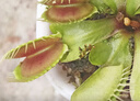 【食蟲植物】懶人自吸水尖齒獠牙捕蠅草1盆 曬單實(shí)拍圖