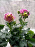 鮮枚小麗花重瓣花苗盆栽帶花苞室內外四季開(kāi)花大麗花植物鮮花綠植花卉重瓣大麗花【花期帶花】好苗小麗花苗丨帶土發(fā)貨 曬單實(shí)拍圖