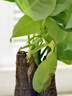 佰花錦發(fā)財樹桌面盆栽辦公室創(chuàng)意植物懶人四季好養(yǎng)室內(nèi)招財樹盆景綠植 【送底座】三桿發(fā)財樹+陶瓷山水盆+陶粒鋪面 整體高度20-30cm 曬單實拍圖