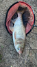 猛將猛將釣魚竿鋼刀二代超輕超硬魚竿手桿碳素6H19調(diào)臺(tái)釣竿鯉鯽魚竿 7.5m 曬單實(shí)拍圖