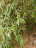駿德紅茶 小赤甘武夷山桐木關(guān)正山小種50g罐裝 茶葉伴手禮口糧茶 曬單實(shí)拍圖