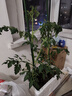 西紅柿支架番茄架子陽(yáng)臺(tái)種植架豆角黃瓜爬藤架花卉綠植支撐架植物 11mm*90cm三桿六卡(30cm) 曬單實(shí)拍圖