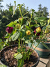 四季鉆石玫瑰盆栽帶花苞月季薔薇花大花濃香四季花卉盆栽開花不斷 混色玫瑰 帶花苞 （加侖盆） 曬單實拍圖