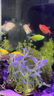 【順豐快速發(fā)貨】3-5CM彩色天使魚 群游觀賞魚淡水活體小型魚好養(yǎng) 10條（紅黃白綠紫）含2條備損 下單送飼料丨順豐包郵發(fā)貨 曬單實拍圖